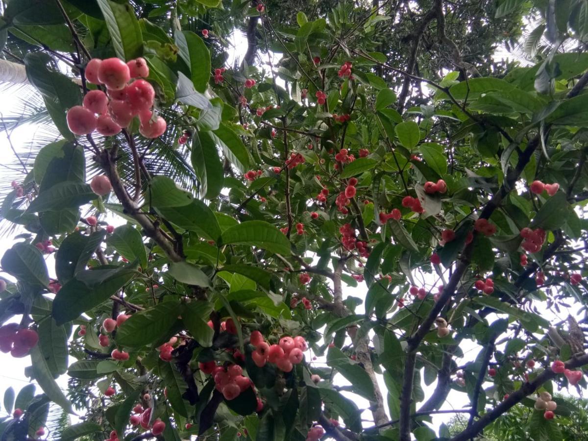 Kalidasa Tree House And Villa, Wayanad Chegāt 外观 照片