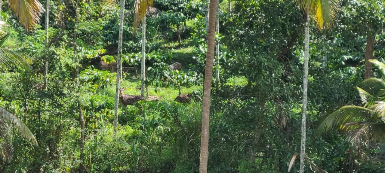 Kalidasa Tree House And Villa, Wayanad Chegāt 外观 照片
