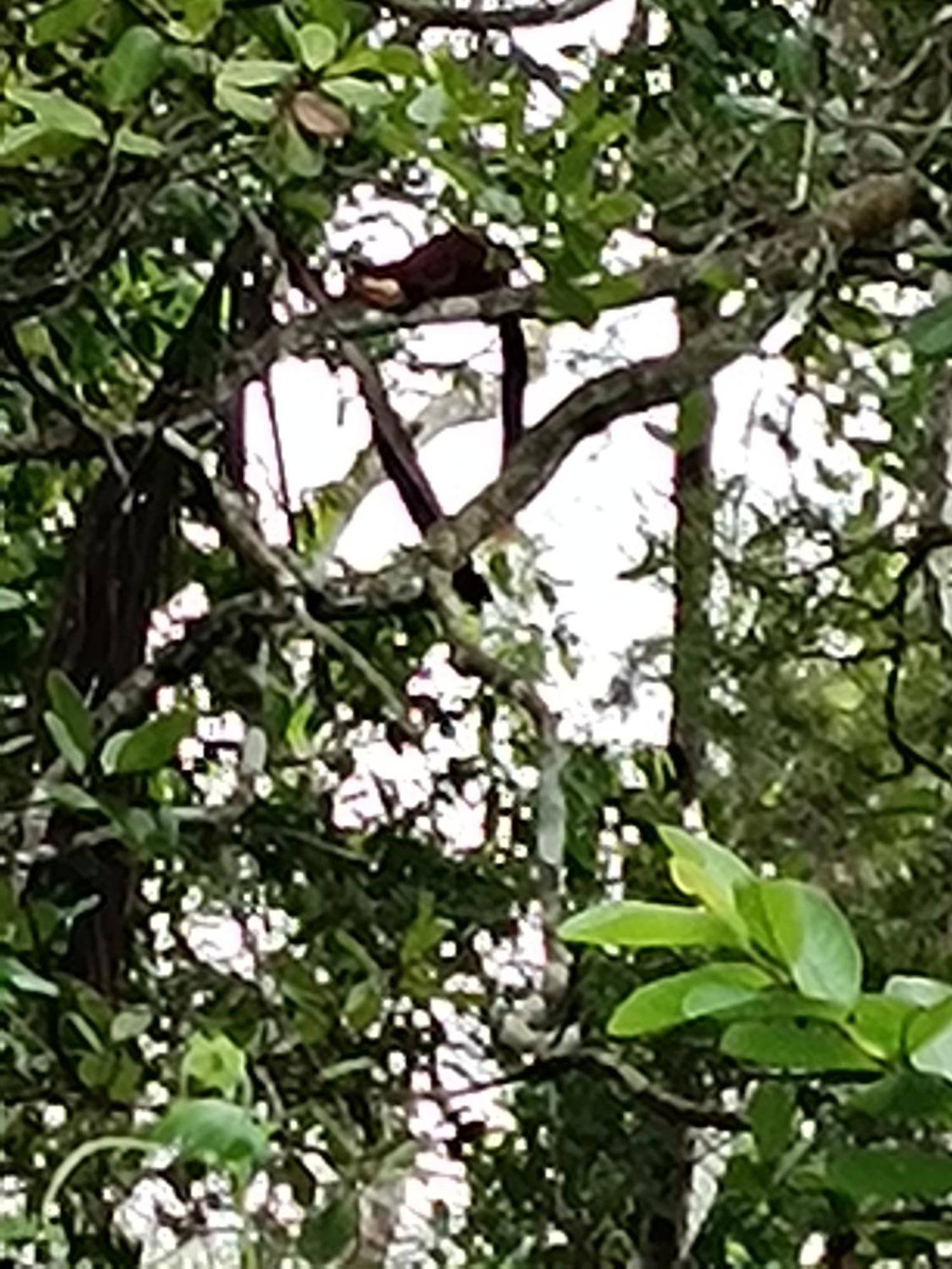 Kalidasa Tree House And Villa, Wayanad Chegāt 外观 照片