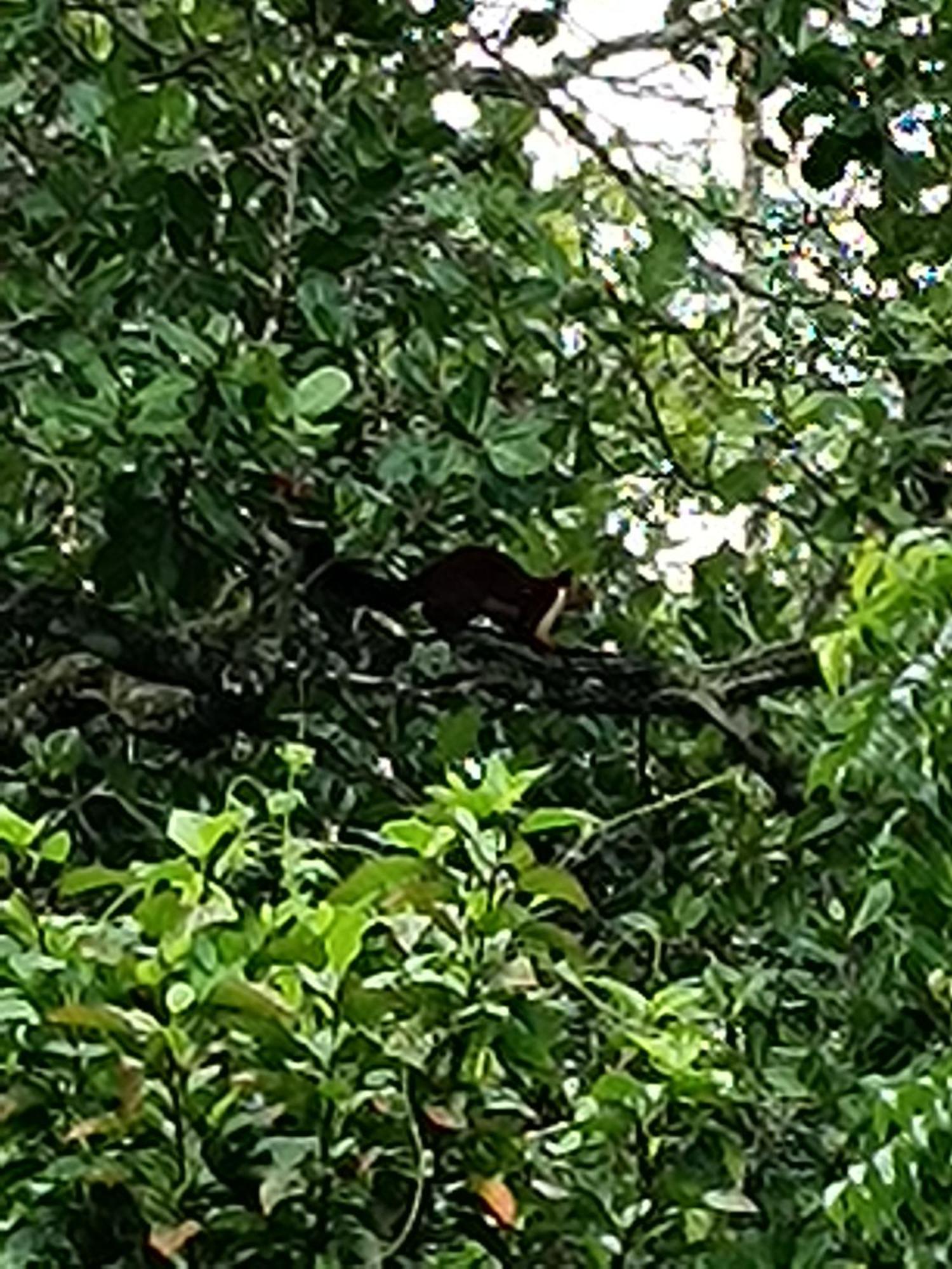 Kalidasa Tree House And Villa, Wayanad Chegāt 外观 照片