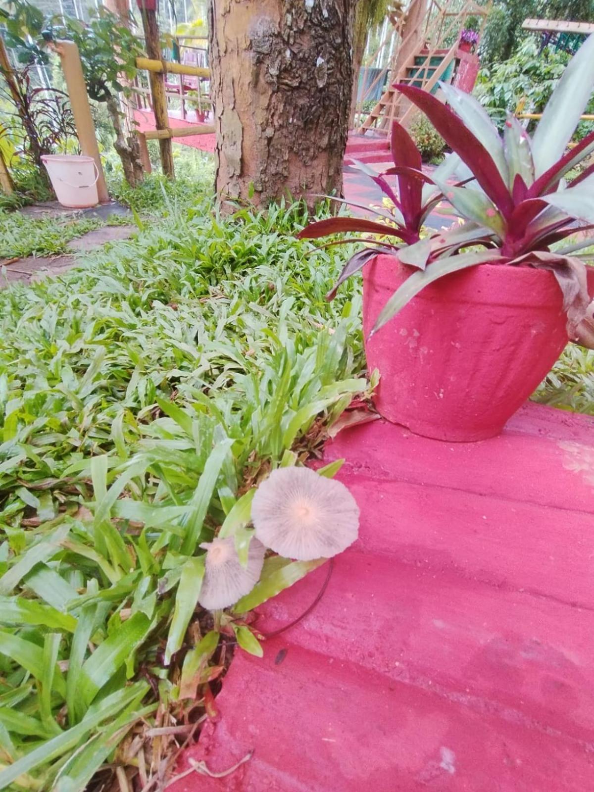 Kalidasa Tree House And Villa, Wayanad Chegāt 外观 照片