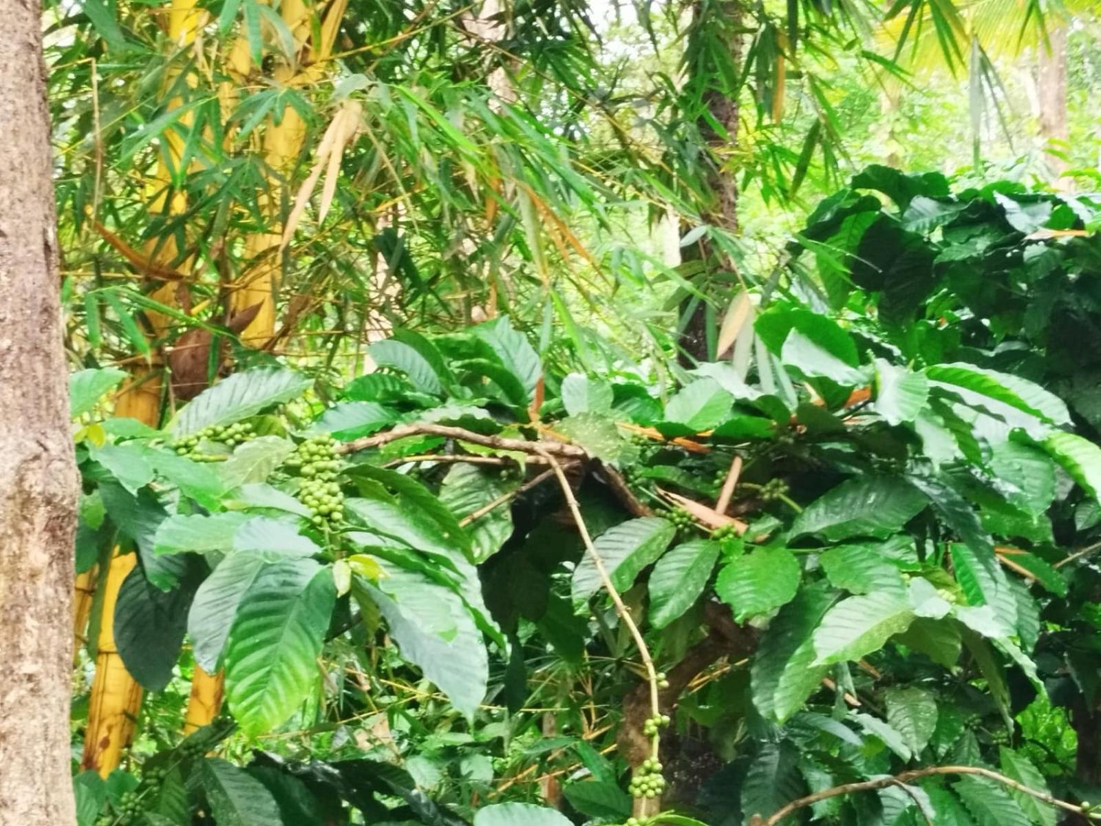 Kalidasa Tree House And Villa, Wayanad Chegāt 外观 照片